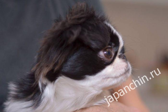 Характер собаки японский хин