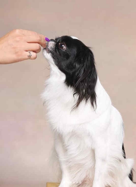 japanese chin being fed