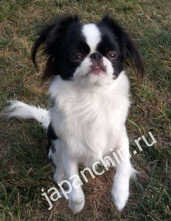 Характер собаки японский хин