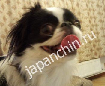 Японский хин плюсы и минусы породы