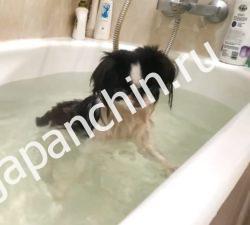 Японский хин уход