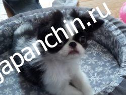 Щенки японского хина фото