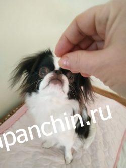 Дрессировка японских хинов