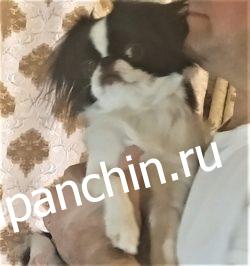 Воспитание японских хинов